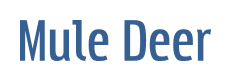 Mule Deer