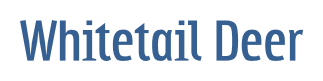 Whitetail Deer