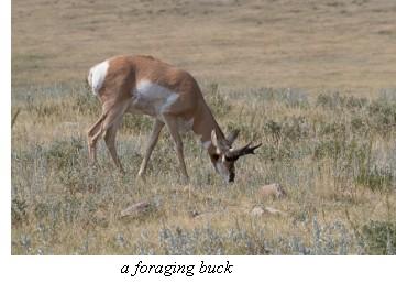 antelope feeding