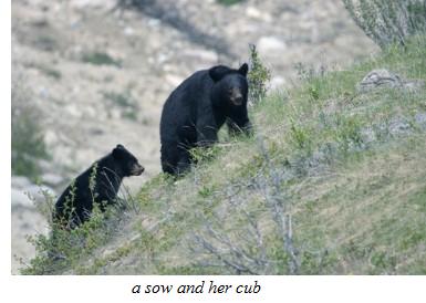 sow and cub