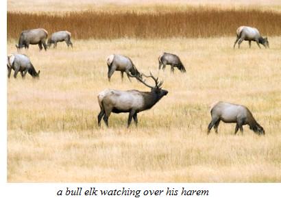 elk with harem