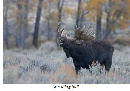 moose calling