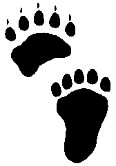 bear track