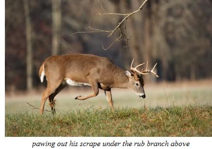 whitetail scrape